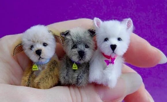 Микро породы собак с фотографиями tea cup pomeranian husky Purchase 65