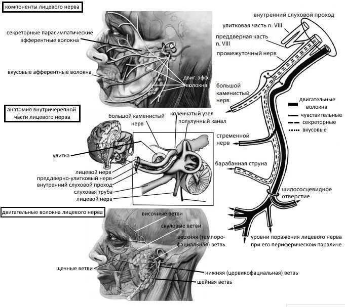 Иннервация слухового прохода. Топография лицевого нерва схема. Лицевой нерв схема пути. Корешок тройничного нерва анатомия.