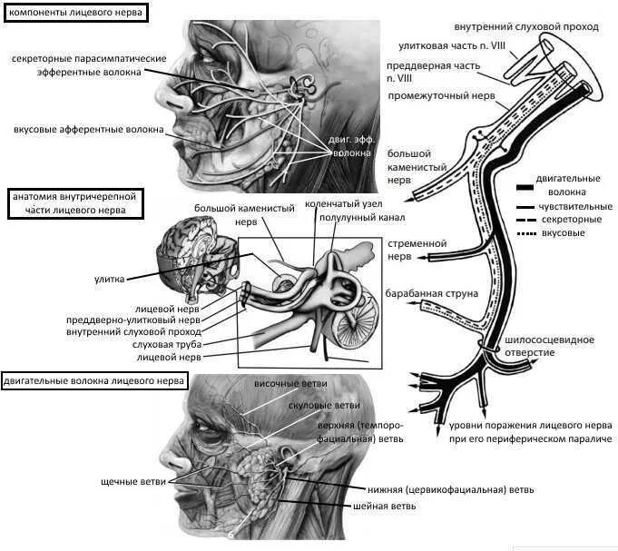 Иннервация слухового прохода. Топография лицевого нерва схема. Лицевой нерв схема пути. Корешок тройничного нерва анатомия. Нервы лицевой области
