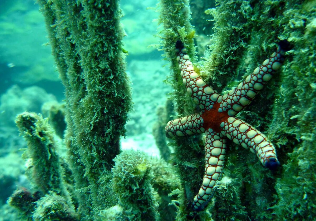 Морские растения список. Бентос водоросли. "Ламинария бентосная ". Водоросли бентос зелёные. Морская звезда.