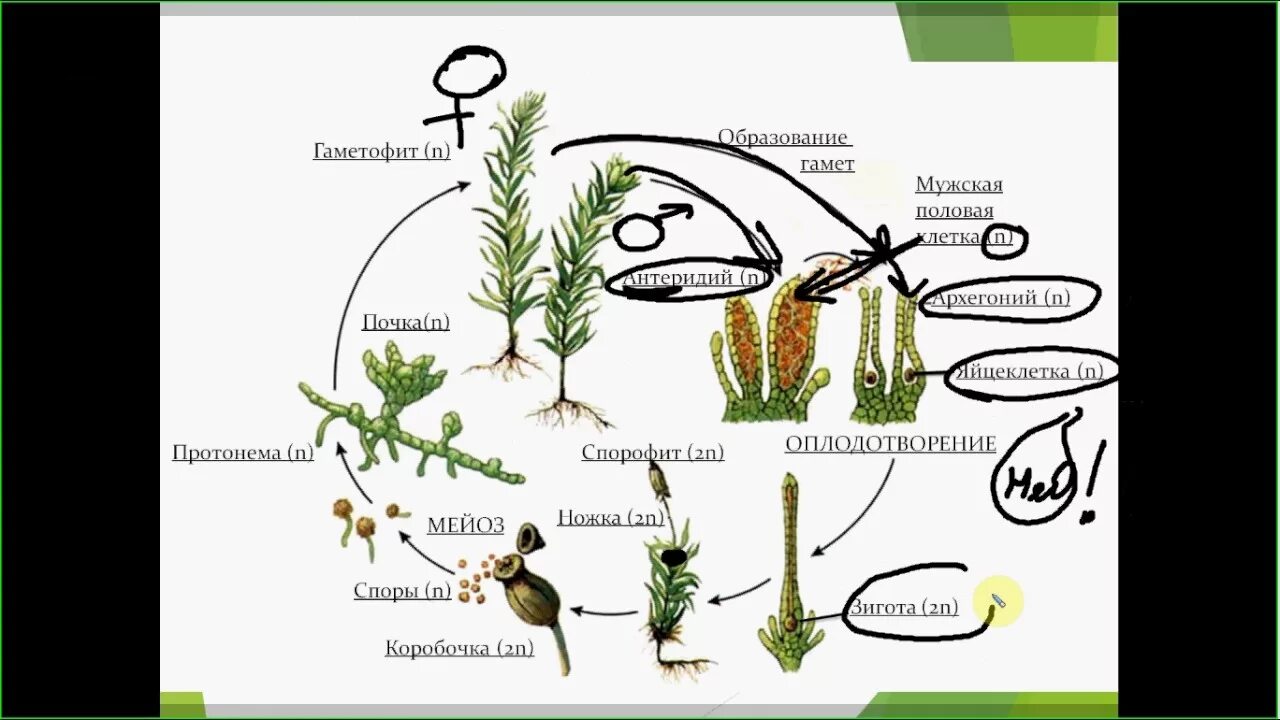 Мейоз кукушкиного льна. Жизненный цикл мха Кукушкин лен схема. Цикл развития мха Кукушкин лен схема. Жизненный цикл моховидных Кукушкин лен. Жизненный цикл мха Кукушкин лен.