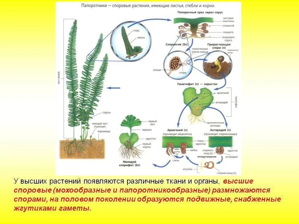 Строение высших споровых растений. Размножение высших споровых растений таблица. Строение высших споровых растений 6 класс. Схема размножения высших споровых растений. Мужские гаметы папоротников