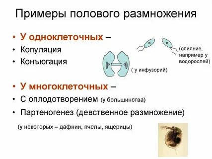 Представители 4 пола