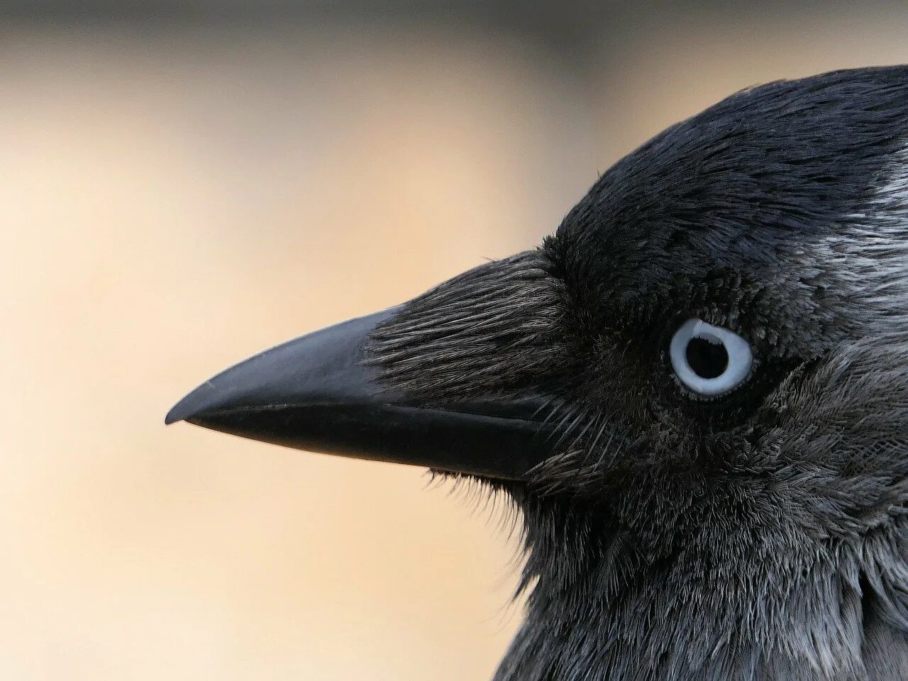 Осмотрите голову птицы обратите внимание. Галка черная птица. Ворон обыкновенный клюв. Галчонок птица. Клюв галки.