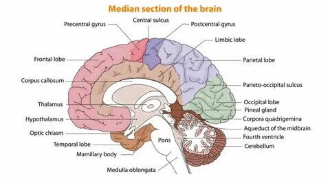 Brain side
