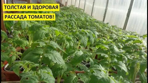 Закаливание рассады