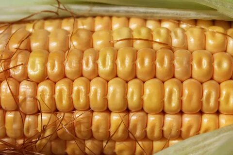 Гладкая форма кукурузы