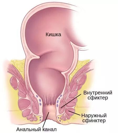 Что находится внутри анала File:Rectum anatomy de  Wikipedia