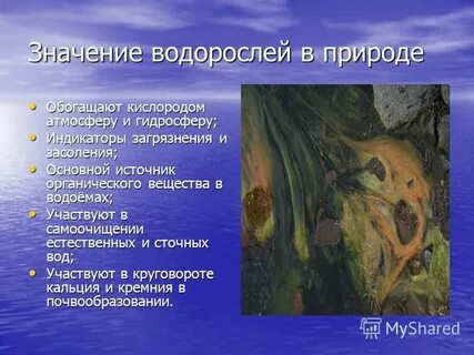 Как пишется водоросли