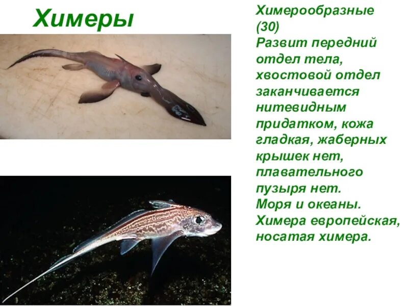 Химера кратко