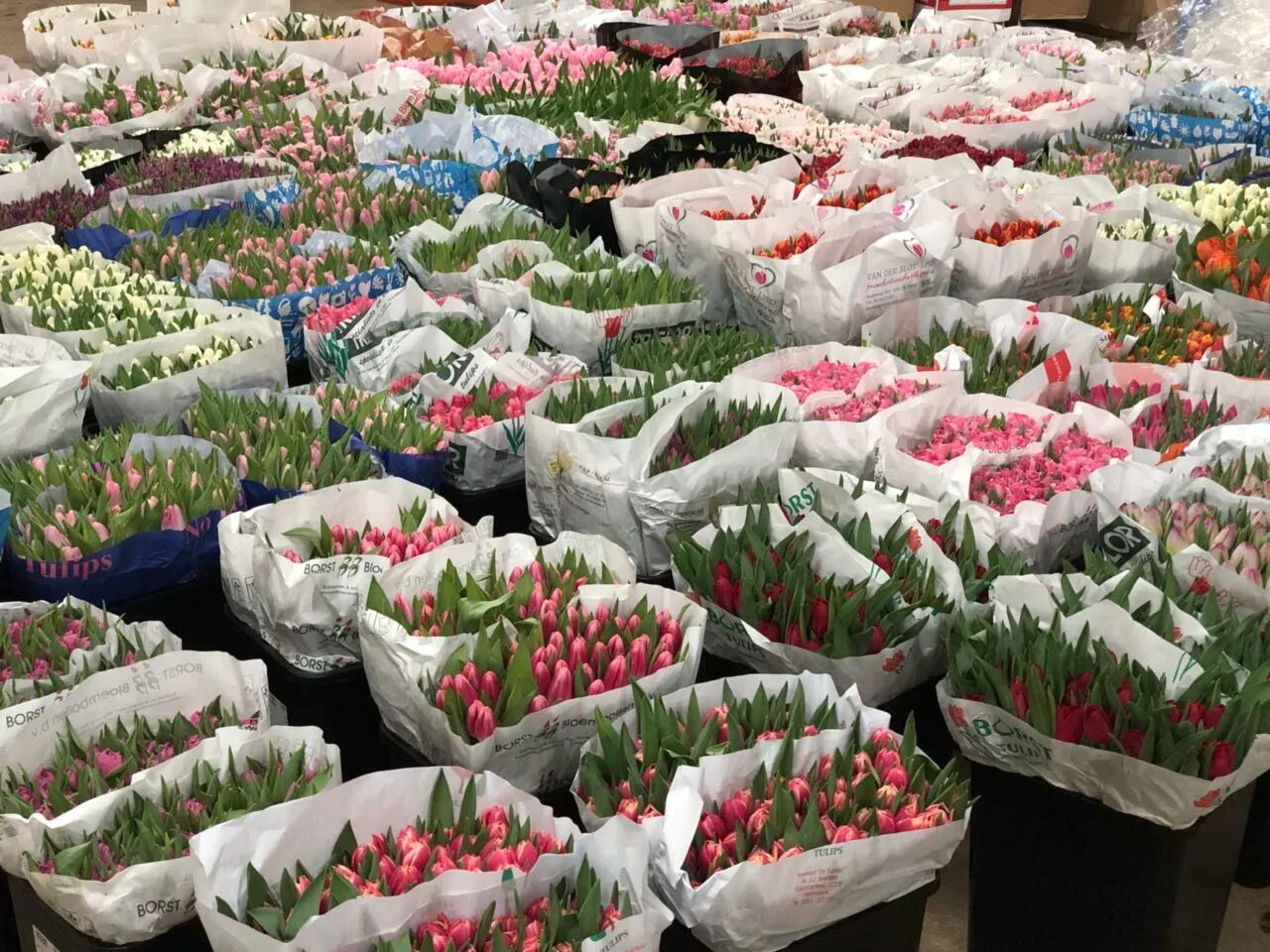 Тюльпаны оптом краснодарский край от производителя. Цветочные базы. Оптовые цветочные базы. Оптовый склад цветов. Оптовый цветочный рынок.