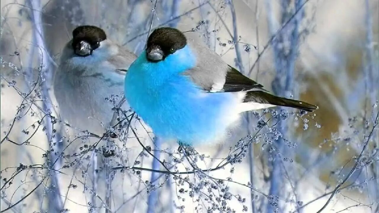 Синегрудый Снегирь. Зима птицы. Птицы зимой. Птицы в зимнем лесу.
