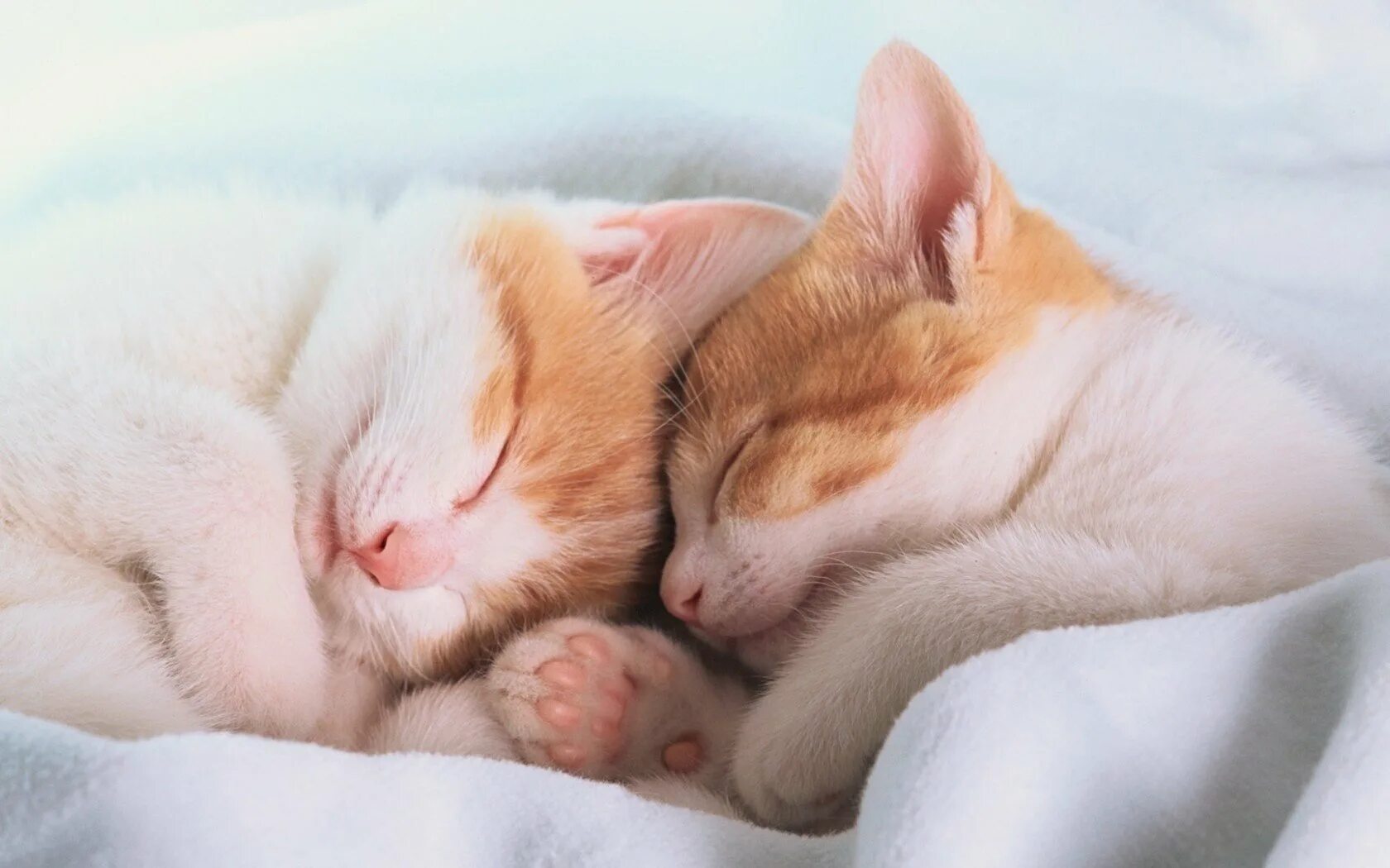 Почему кот сопит во сне. Котик спит. кошачьи нежности. коты обнимаются. нежный котенок спит.