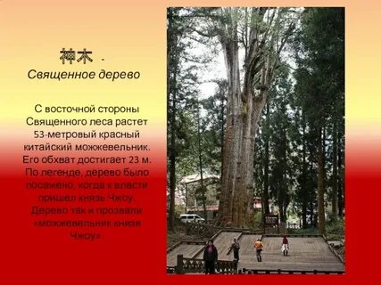 Легенда о дереве