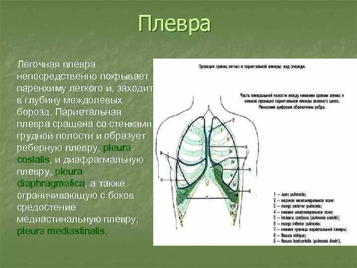Сухой и выпотной плеврит. Париетальная плевра делится на. Воспаление листков плевры. Топография средостения вид слева. Плевра слева.