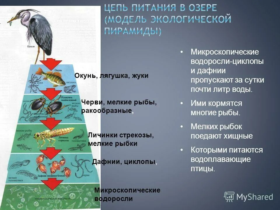 Составить примеры сообществ
