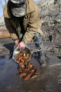 Любитель ловли янтаря