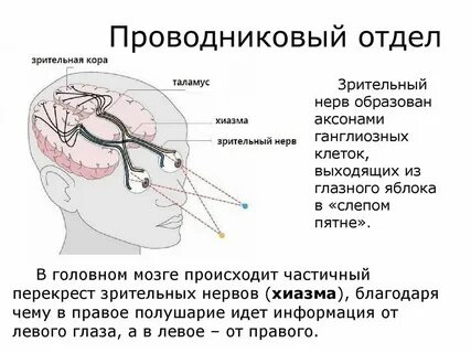 Корковый отдел зрительной системы