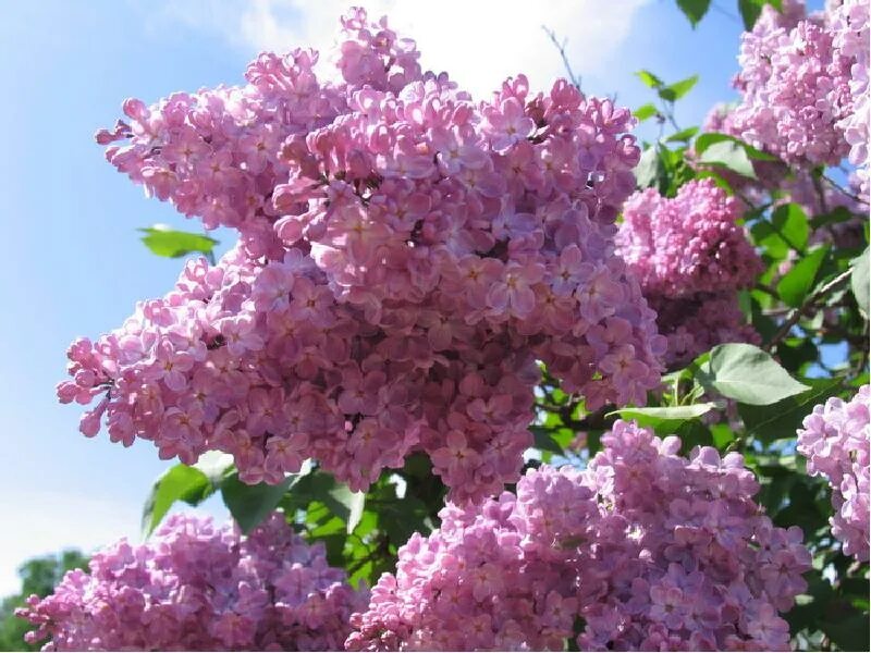 Сирень на языке цветов. Сирень символизирует. Сирень символ чего. Необычная сирень фото. Что символизирует сирень.