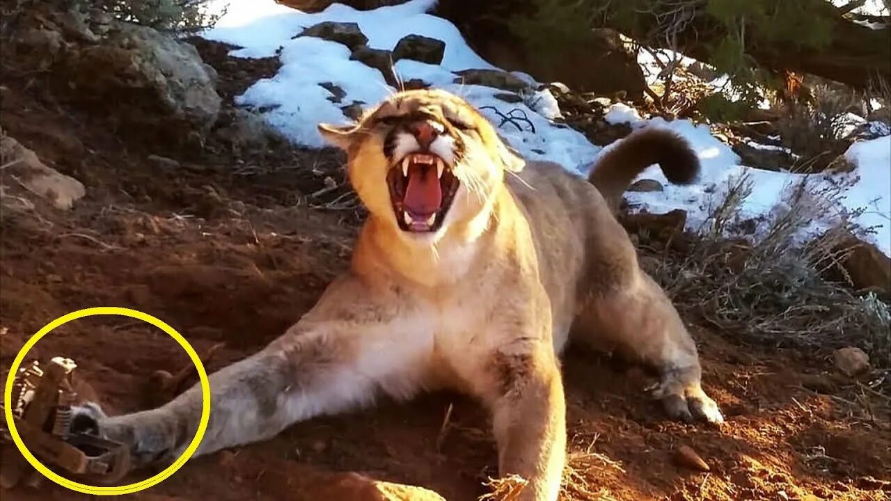 Смеешная сабакен. Включи видео зверей. The strongest animal. Олень и собака друзья. Интересные животные.