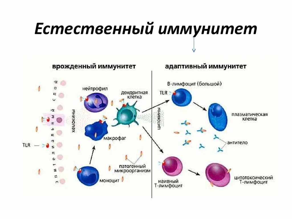 Механизмы адаптивного иммунитета иммунология. Механизм клеточного иммунного ответа иммунология. Врожденный иммунитет схема. Адаптивный иммунитет схема.