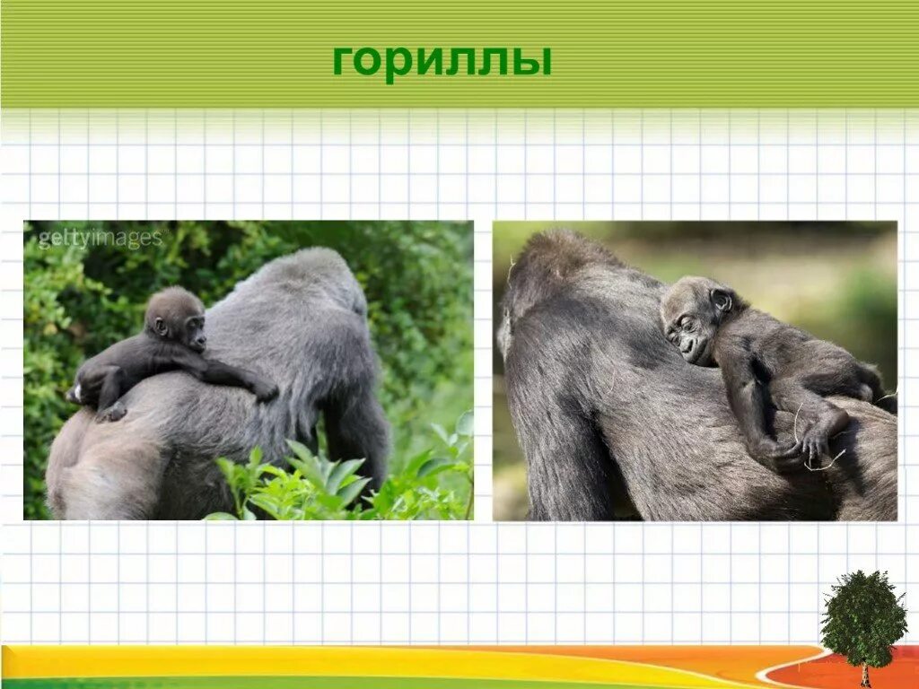Презентация размножение животных 2 класс. Гориллы размножаются. как размножаются гориллы. развитие зверей 3 класс. заяц и горилла вместе.