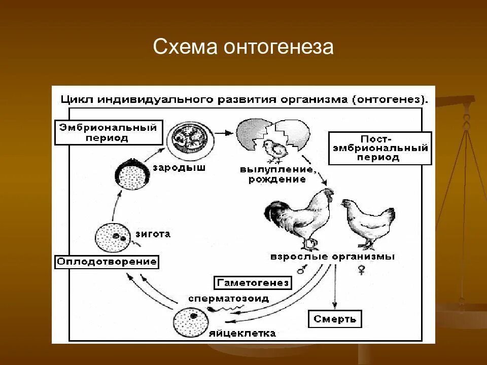 Схема индивидуального развития онтогенез. Этапы онтогенеза схема. Схема этапы развития онтогенеза. Индивидуальное развитие организма схема.