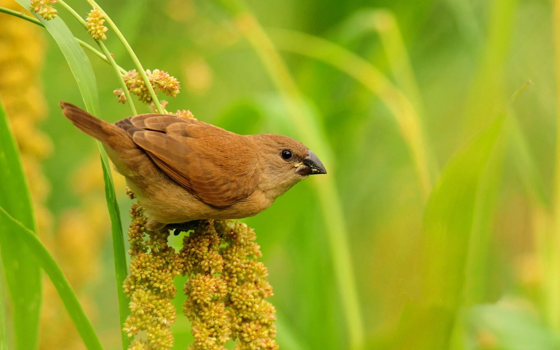 Brown bird