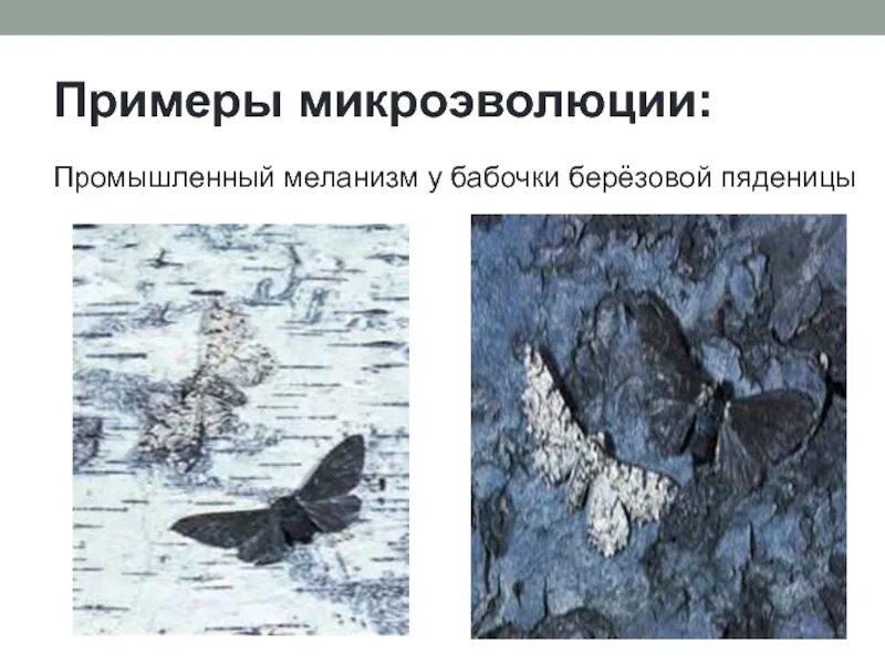 Привести пример микроэволюции. Примеры микроэволюции. микроэволюция примеры. промышленный меланизм у бабочек. промышленный меланизм бабочки березовой пяденицы.