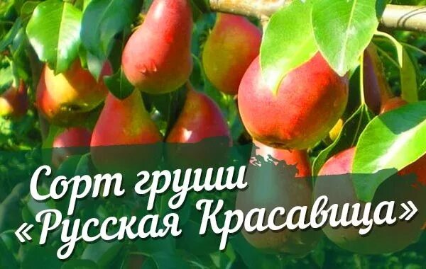 Сорт груши Талгарская красавица. Груша красавица Черненко (русская красавица) осенний сорт. Груша русская красавица Черненко. Груша обыкновенная красавица Черненко. Груша красавица черненко описание