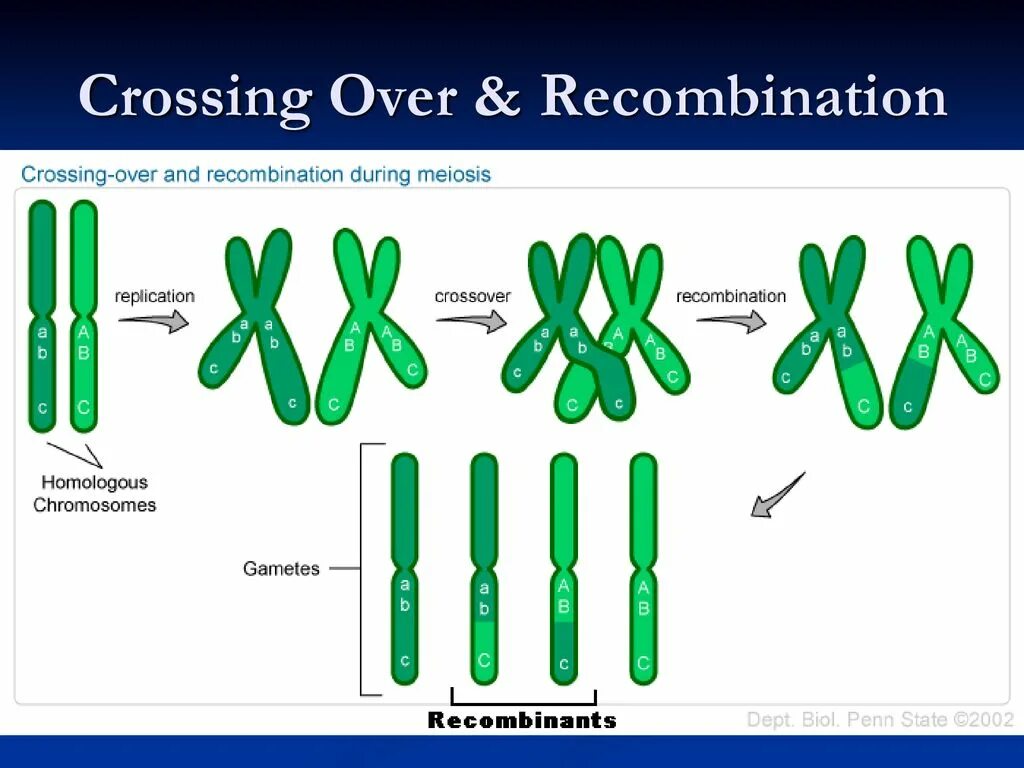 Кроссинговер в мейозе. Перекомбинация генетического материала. Рекомбинация хромосом. Кроссинговер хромосом. Перекомбинация генов в мейозе