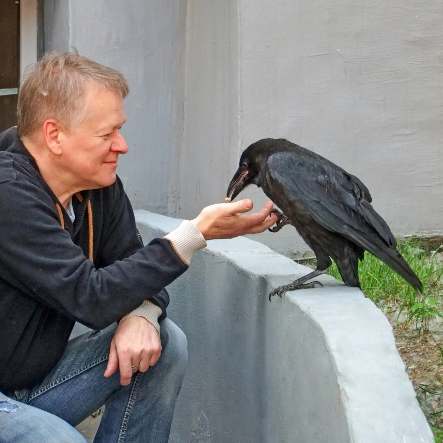 Прирученные вороны. Домашний ворон. Домашний программа ворон. Домашний программа ворон. Домашний программа ворон.