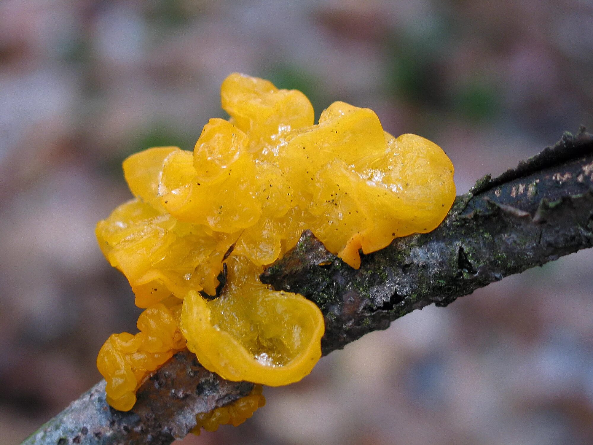 Дрожалка оранжевая гриб. Дрожалка оранжевая (Tremella mesenterica). Дрожалка фукусовидная (Tremella fuciformis). Гриб Дрожалка фукусовидная.