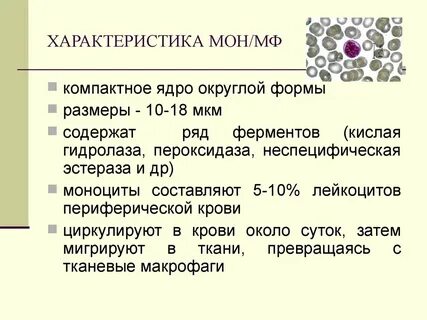 Вид мон