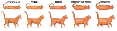 Почему кот поправляется