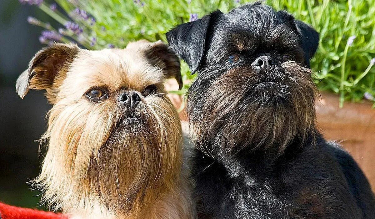Грифон брюссельская собака. Бельгийский гриффон. Сколько живут грифоны. Брюссельский гриффон. Грифон брюссельская собака.