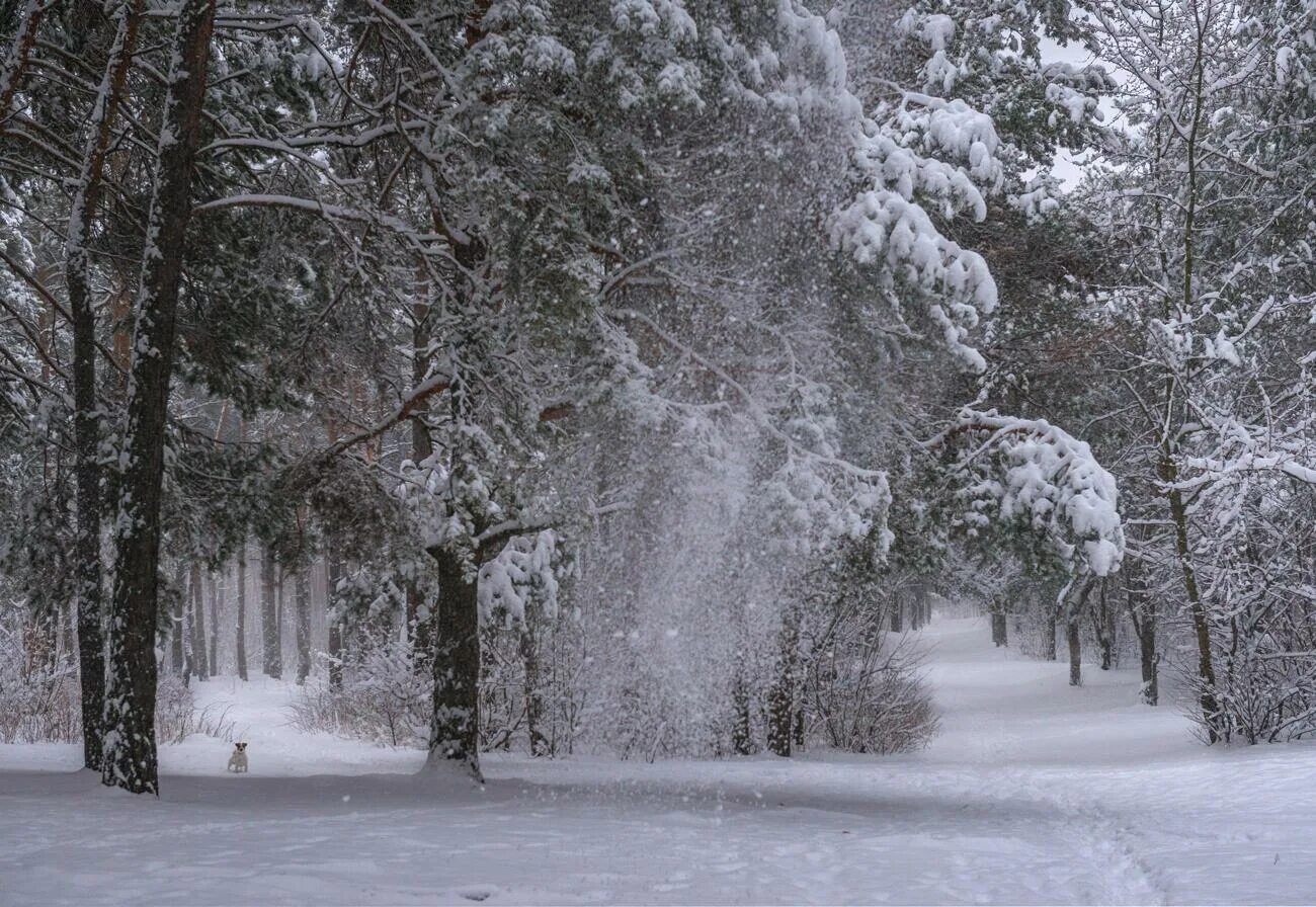 Метель в лесу. Зимняя буря. Снежная метель. Снег метель. Метель.