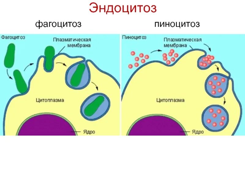 Фагоцитоз захват клеткой. Эндоцитоз экзоцитоз фагоцитоз это. Эндоцитоз и пиноцитоз. Пиноцитоз эндоцитоз экзоцитоз. Эндоцитоз клетки.