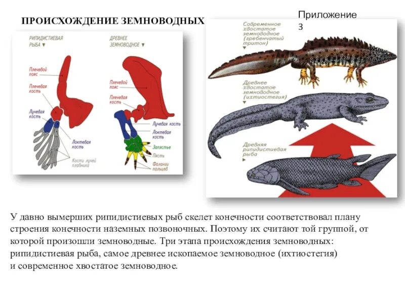 Внешнее строение рыбы и земноводных. Гребенчатый Тритон внутреннее строение. Внутреннее строение земноводных Тритон. Строение скелета Тритона. Хвостатые земноводные внутреннее строение.