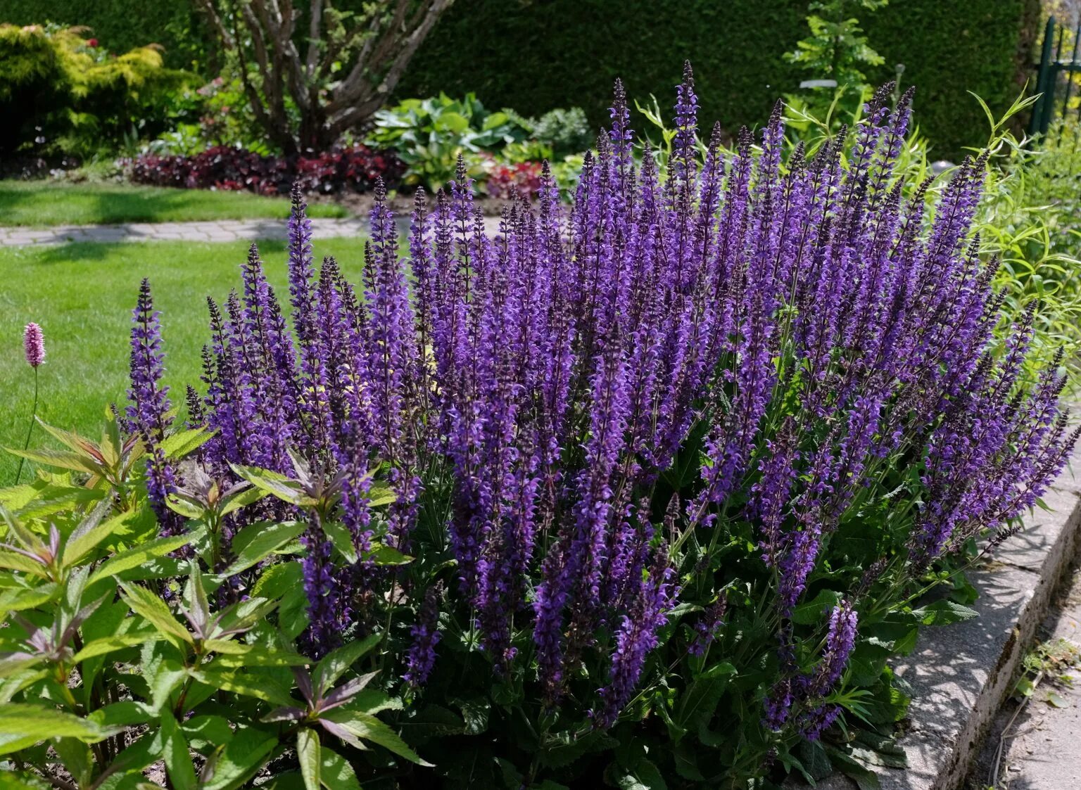 Шалфей 4. Шалфей 4. Шалфей дубравный аметист. Сальвия оффициналис. Шалфей дубравный (salvia nemorosa `caradonna`).