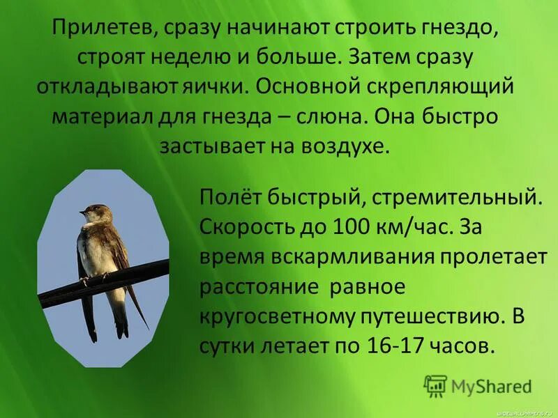 презентация в. астафьев " стрижонок скрип". астафьев стрижонок скрип 4 класс. стрижонок скрип презентация 4. презентация в.