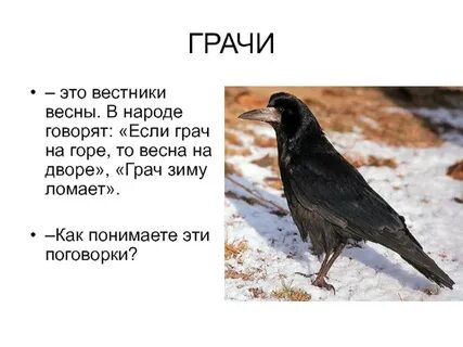 Грач возраст