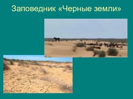 Какой заповедник создан в зоне пустынь