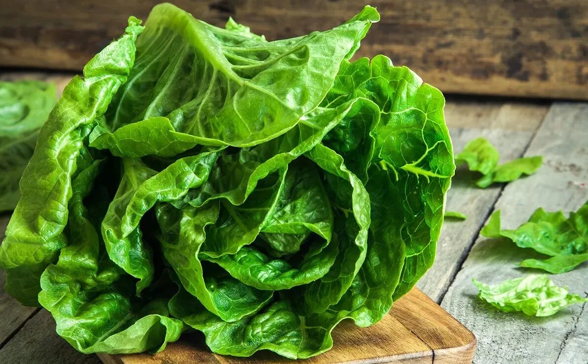 На сколько полезен салат. Латук кочанный. Латук Романо. Латук lettuce. Салат латук кочанный.