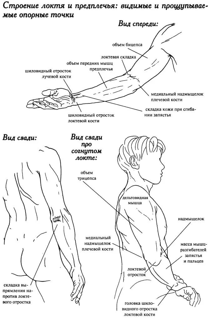 Стороны предплечья. Внутренняя поверхность предплечья строение. Предплечье схема. Схема плеча и предплечья. Поверхности предплечья названия.