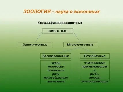 Систематика животных 7 класс биология таблица Картинки КЛАССИФИКАЦИЯ ВИДОВ В ЦАРСТВЕ ЖИВОТНЫХ