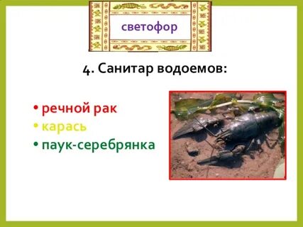 Санитары водоемов