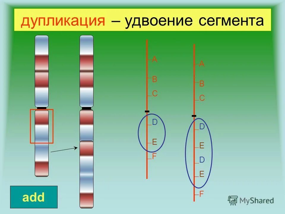 Дупликация. Дупликация хромосом. Дупликация это в генетике. Дупликация это в биологии. Удвоение генов в хромосоме