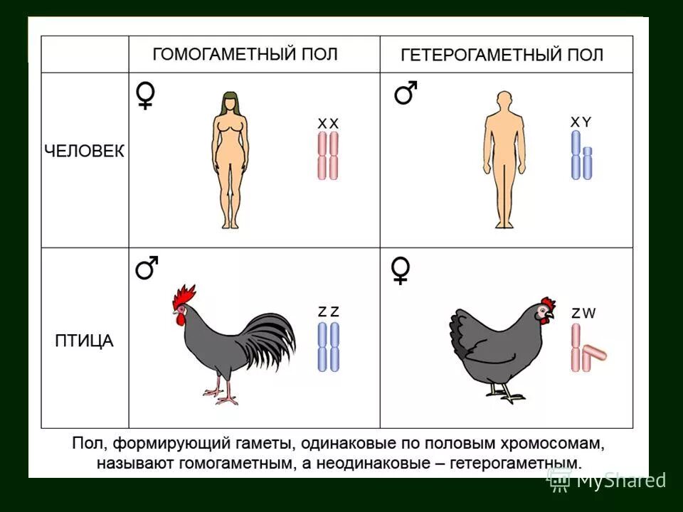 Гомогаметный пол и гетерогаметный пол это. Генетика пола схема. Наследование пола у кур. Генетика пола схема скрещивания. Генетика пола.