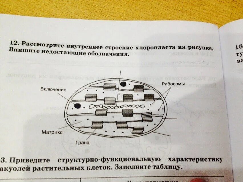 Рассмотрите внутреннее строение. Рассмотрите внутреннее строение. Строение кольчатых червей 8 класс. Рассмотрите внутреннее строение. Внутренне строение лягушки.